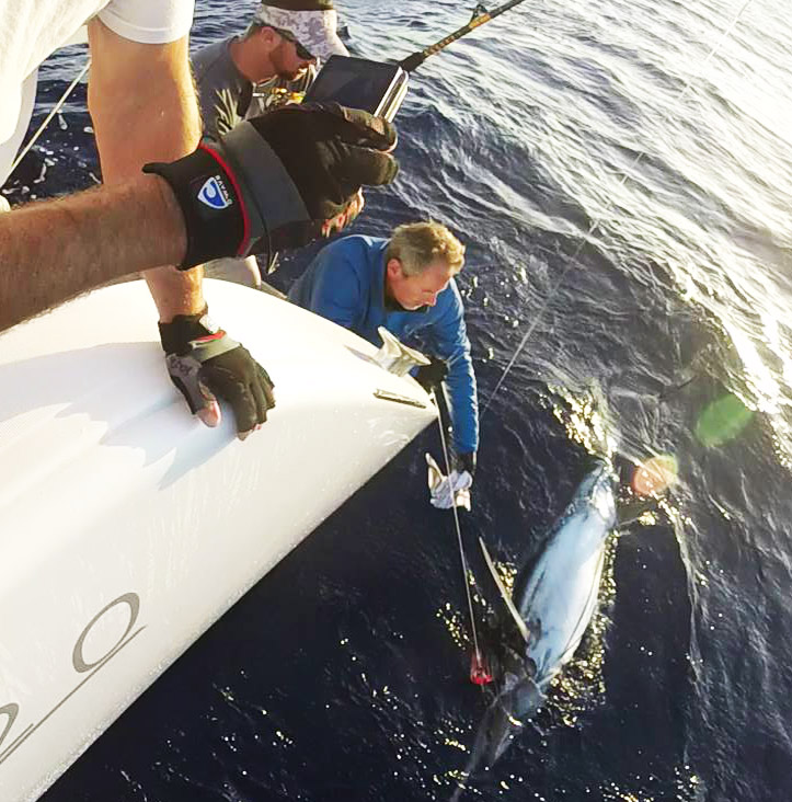 Riesen Marlin gefangen auf den Atlantischen Ozean mit Kapitän Craig Doring aus